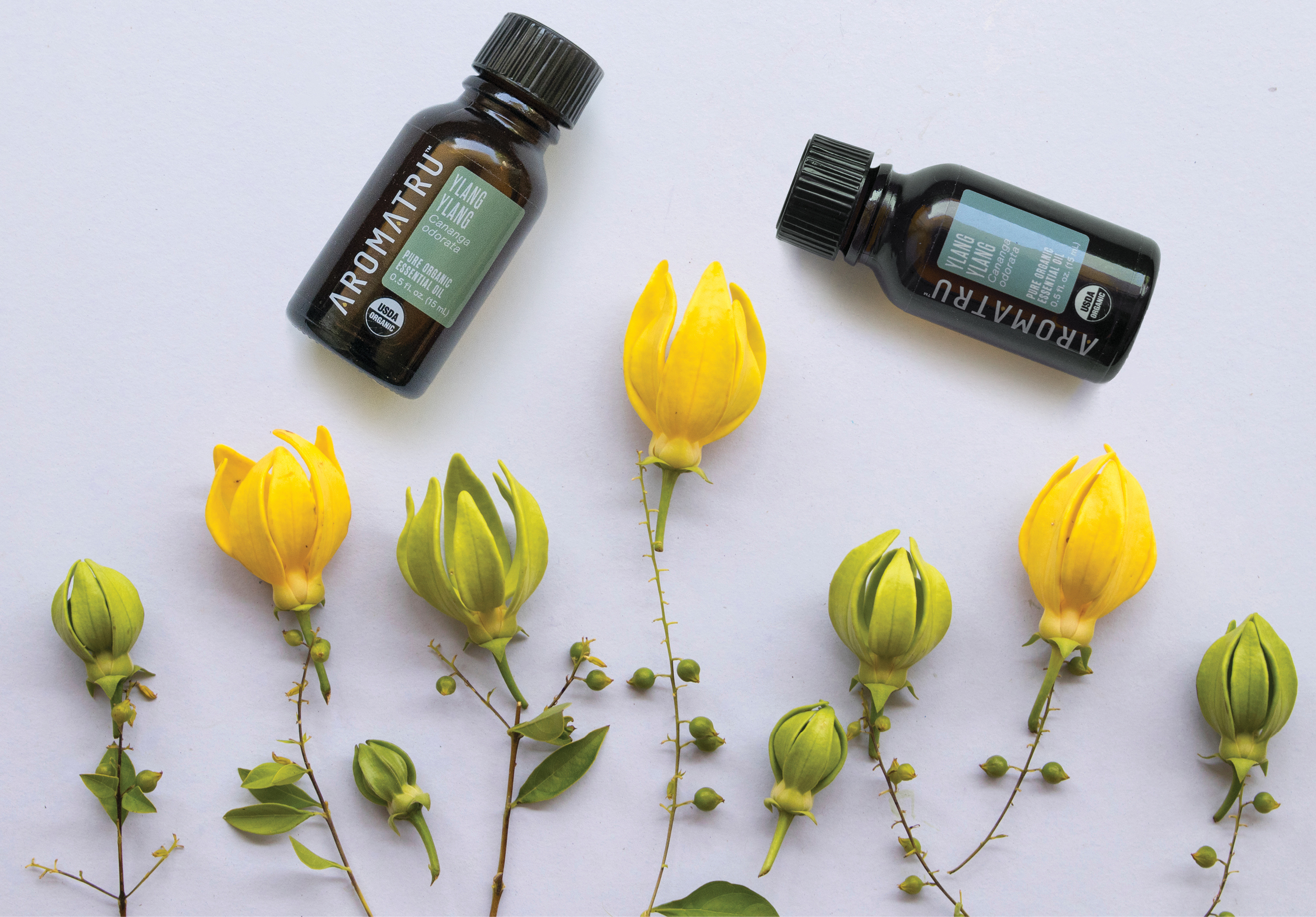 Ylang Ylang Essential Oil Overview